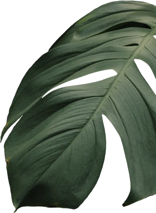 leaf