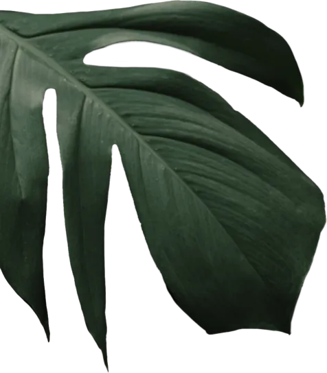 leaf pic