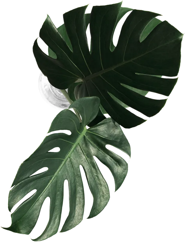 leaf